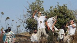 مستعمرون يهاجمون منازل المواطنين في سنجل شمال رام الله