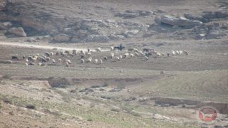 الاحتلال يعتقل 5 مواطنين من مسافر يطا جنوب الخليل