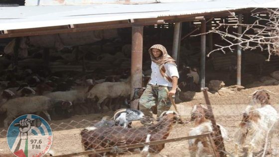مستعمرون يسرقون أغناما من المعرجات غرب أريحا