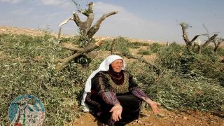 مستعمرون يقطعون أشجار زيتون في بتير غرب بيت لحم