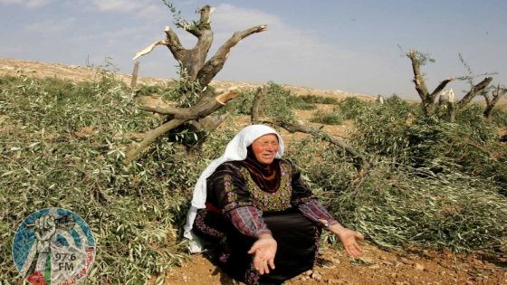 مستعمرون يقطعون أشجار زيتون في بتير غرب بيت لحم