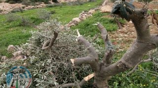 مستعمرون يقطعون مئات أشتال الزيتون في نحالين غرب بيت لحم