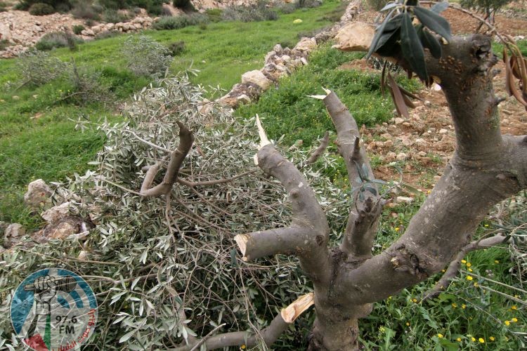 مستعمرون يقطعون مئات أشتال الزيتون في نحالين غرب بيت لحم