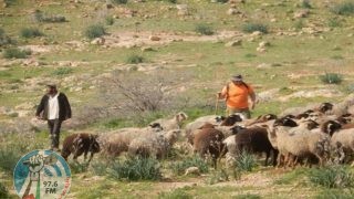 مستعمر يرعى أغنامه بين مساكن المواطنين غرب أريحا