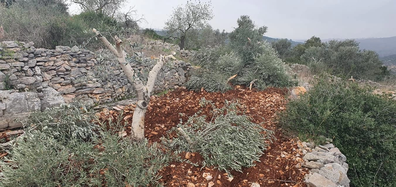مستعمرون يقطعون أشجار زيتون غرب بردلة