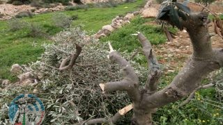 مستوطنون يواصلون تقطيع أشجار الزيتون في بتير غرب بيت لحم