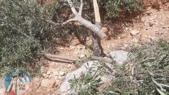 مستوطنون يقطعون أشجار زيتون غرب سلفيت