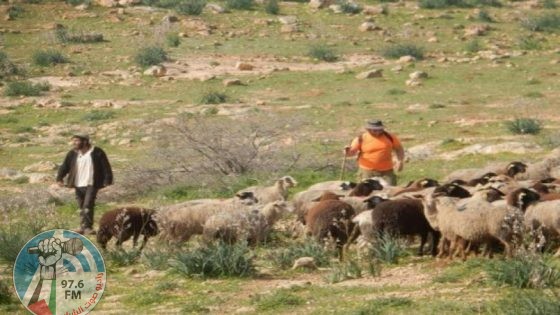 مستعمرون يرعون مواشيهم في مزروعات المواطنين بالأغوار الشمالية