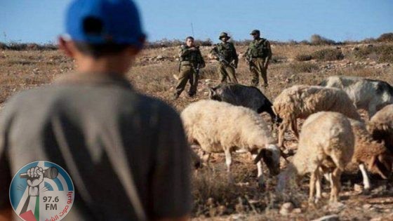 مستعمرون يرعون أغنامهم في منطقة العوجا