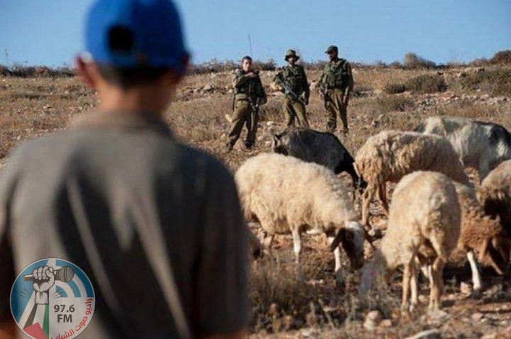مستعمرون يرعون أغنامهم في منطقة العوجا