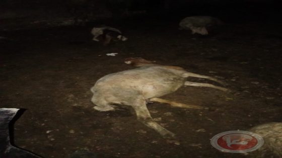 نفوق 16 رأس غنم شرق الخليل واتهامات لمستوطنين بتسميمهم