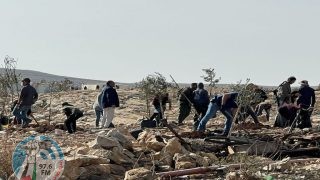 مستعمرون يحرثون أراضي المواطنين المزروعة بالمحاصيل الشتوية بمسافر يطا