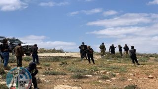 مستوطنون يرعون محاصيل المواطنين في الأغوار الشمالية