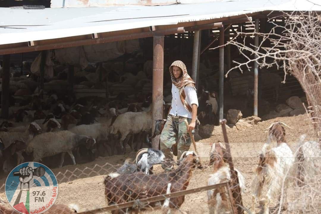 مستعمرون يهاجمون عين العوجا بالسلاح ويسرقون أغنام