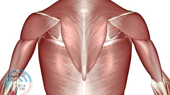 علماء يطوّرون عضلات اصطناعية عبر الطباعة الثلاثية الأبعاد