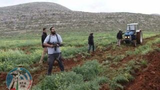 مستعمرون يحرثون عشرات الدونمات في الأغوار الشمالية