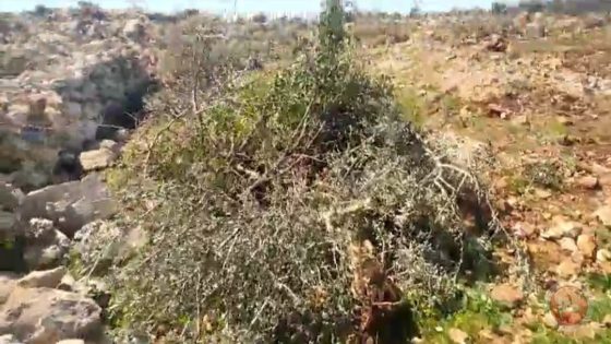 مستوطنون يجرفون أراضي ويقتلعون عشرات الأشجار غرب سلفيت