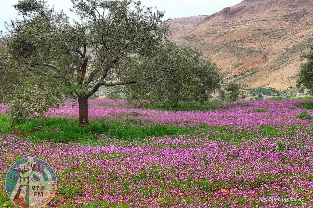 حالة الطقس: أجواء ربيعية معتدلة وتوالي ارتفاع درجات الحرارة حتى نهاية الأسبوع