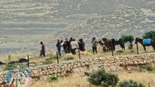 مستعمرون يرعون مواشيهم بمحاصيل المواطنين في الأغوار