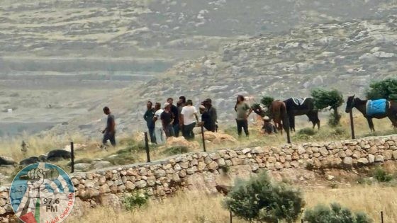 مستعمرون يرعون مواشيهم بمحاصيل المواطنين في الأغوار