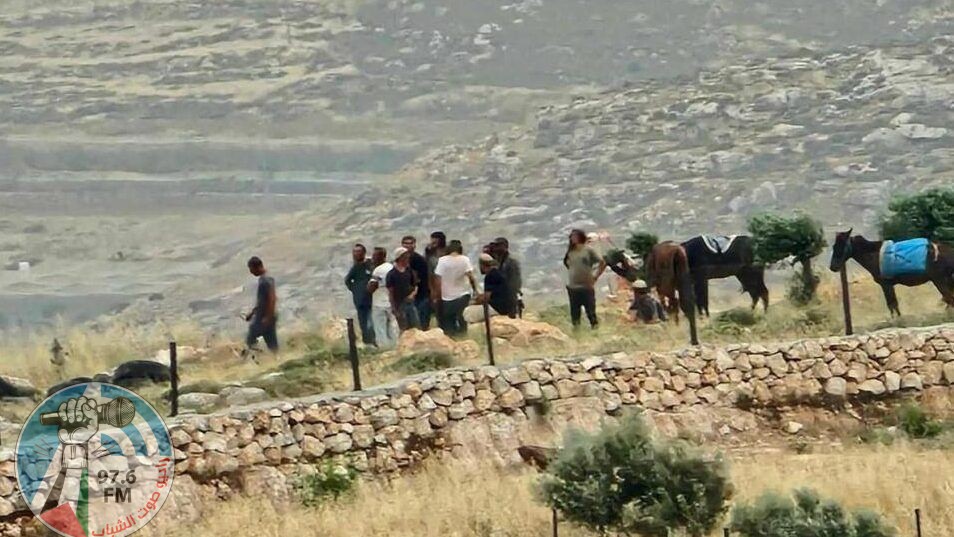 مستعمرون يرعون مواشيهم بمحاصيل المواطنين في الأغوار