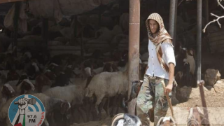 مستعمرون يطاردون رعاة أغنام في العوجا شمال أريحا