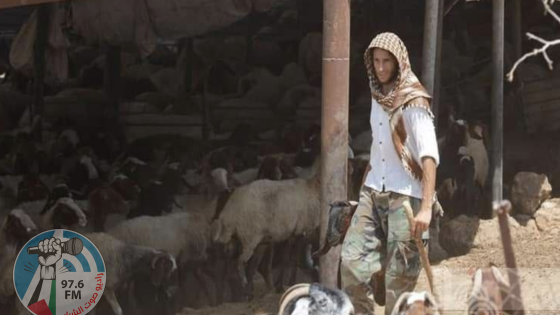 مستعمرون يطاردون رعاة أغنام في العوجا شمال أريحا
