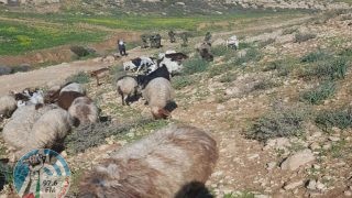 مستعمر يرعى أغنامه بأراضي المواطنين في ديراستيا