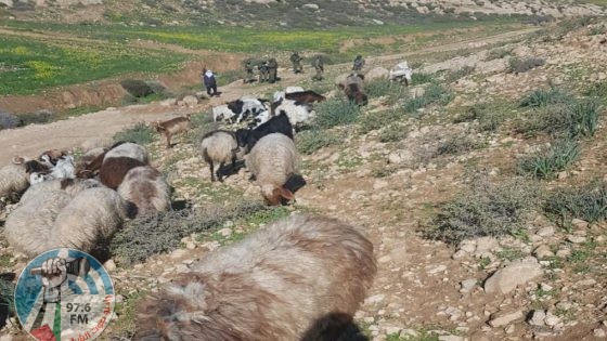 مستعمر يرعى أغنامه بأراضي المواطنين في ديراستيا
