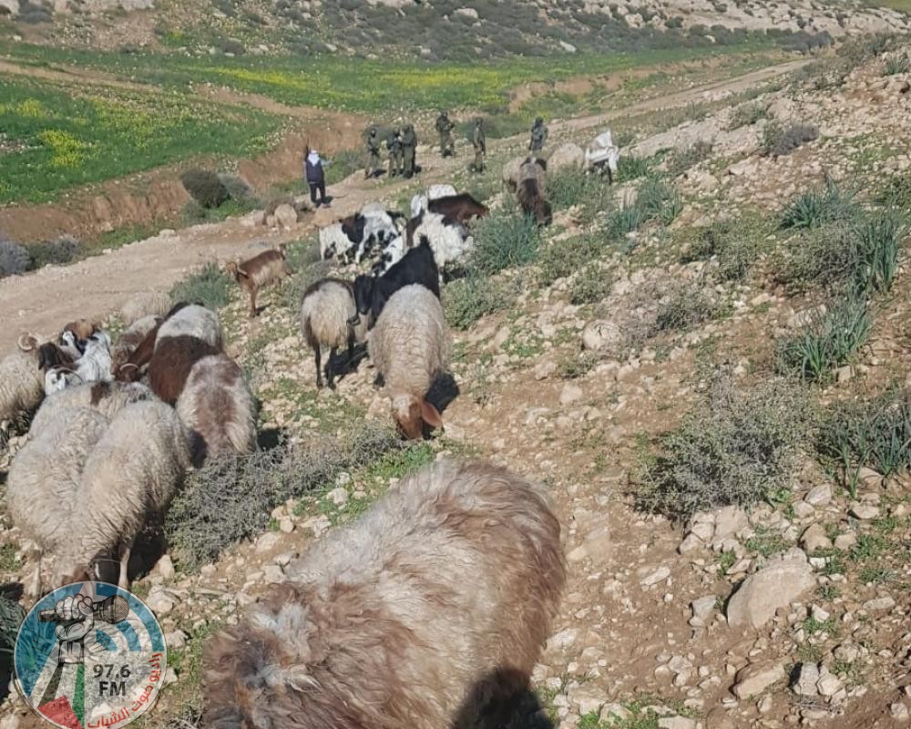 مستعمر يرعى أغنامه بأراضي المواطنين في ديراستيا
