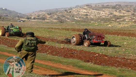 مستعمرون يرعون مواشيهم في المحاصيل البعلية للمواطنين في الأغوار