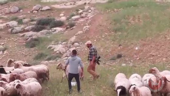 الاستيطان الرعوي يقوض حياة مواطني مسافر يطا ويهددهم بالتهجير