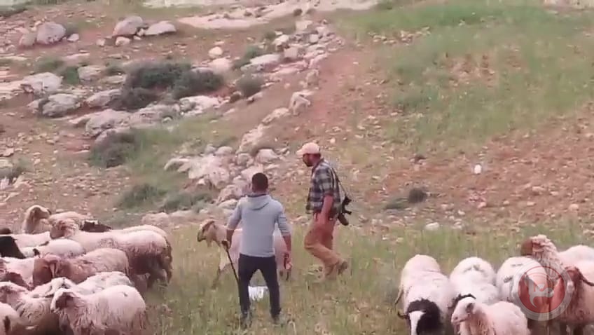 الاستيطان الرعوي يقوض حياة مواطني مسافر يطا ويهددهم بالتهجير