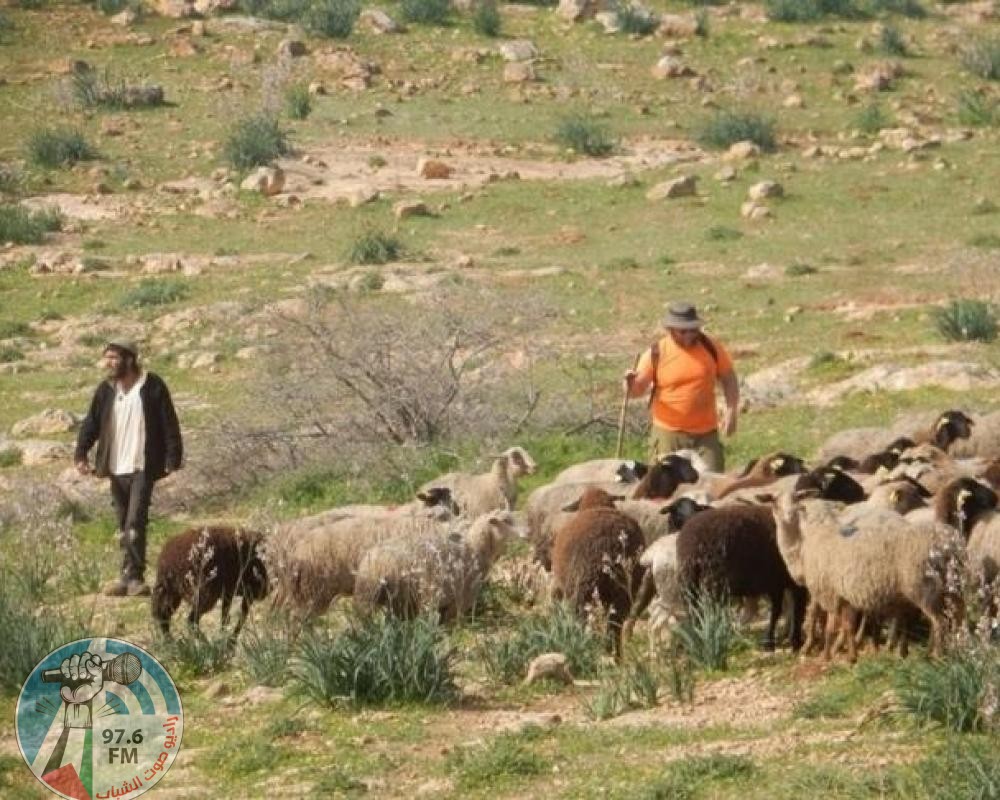 أريحا: مستعمرون يقتحمون راس العين ويرعون أغنامهم وسط مساكن المواطنين