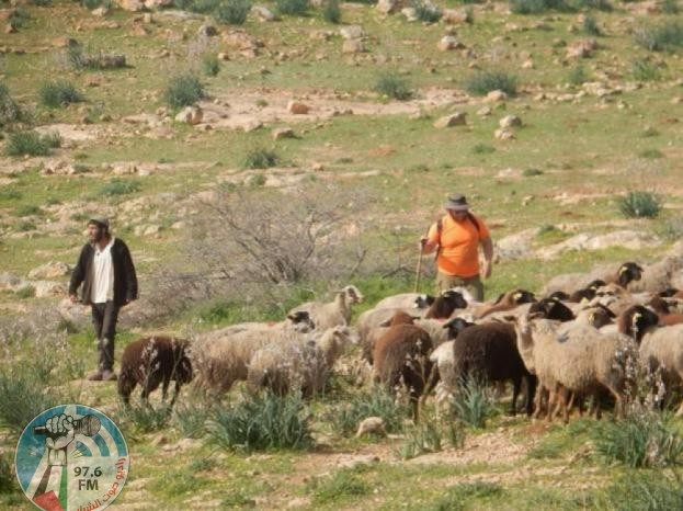 الخليل: مستعمرون يطلقون مواشيهم في المحاصيل الزراعية بمسافر يطا