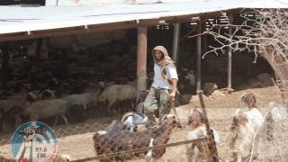 مستعمرون يحاولون سرقة مواشي مواطنين في الأغوار الشمالية
