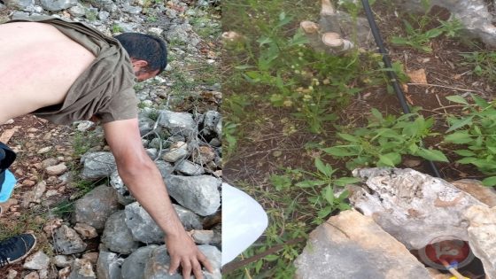 صور- مستوطنون يقتلعون 60 شجرة زيتون ويعتدون على مواطن غرب سلفيت