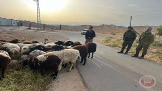 مستوطنون يطلقون مواشيهم لرعي مزروعات المواطنين في مسافر يطا
