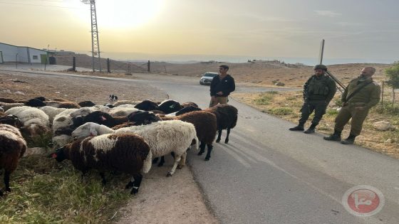 مستوطنون يطلقون مواشيهم لرعي مزروعات المواطنين في مسافر يطا