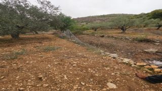 مستوطنون يعتدون على اراضي المزارعين في بلدة بتير غرب بيت لحم