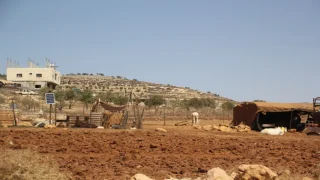 مستعمر يقتحم بقطيع أغنام منطقة “الخلايل” في المغير