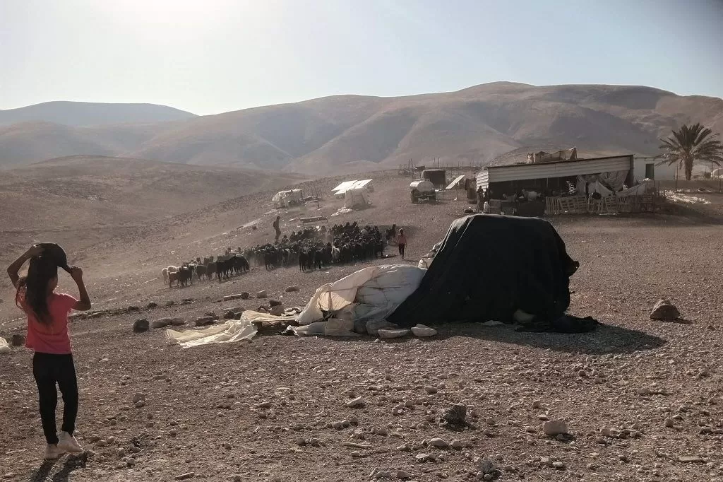 مستعمرون يرعون أغنامهم بأراضي المواطنين بمسافر يطا