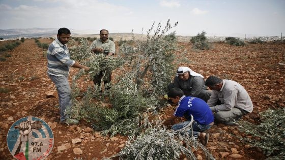 مستعمرون يقطعون أشتال زيتون في أم صفا شمال رام الله