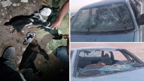 مستوطنون يعتدون على المواطنين وممتلكاتهم في عدة محافظات