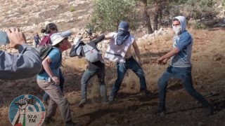 مستعمرون يعتدون على ممتلكات مواطنين في الأغوار ويسرقون عشرات رؤوس الماشية