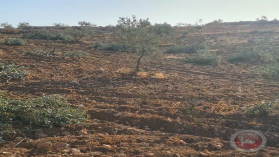 مستوطنون يقطعون نحو 100 شجرة زيتون شرق يطا