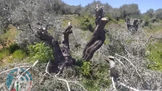 مستعمرون يقطعون أشجار زيتون شرق يطا