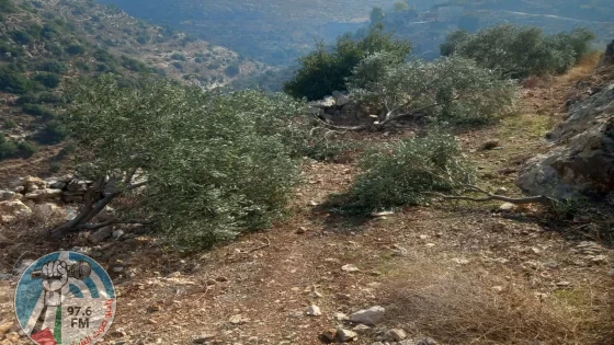 الاحتلال يقتلع أشجار زيتون في بلدة سنجل