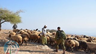 مستعمرون يرعون أغنامهم بمحيط مساكن المواطنين في سوسيا بمسافر يطا