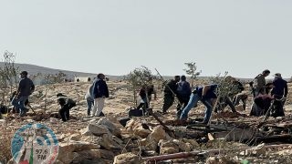 مستعمرون يرعون أغنامهم في أراضي المواطنين بمسافر يطا